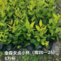 金森女贞小杯高（20一25）