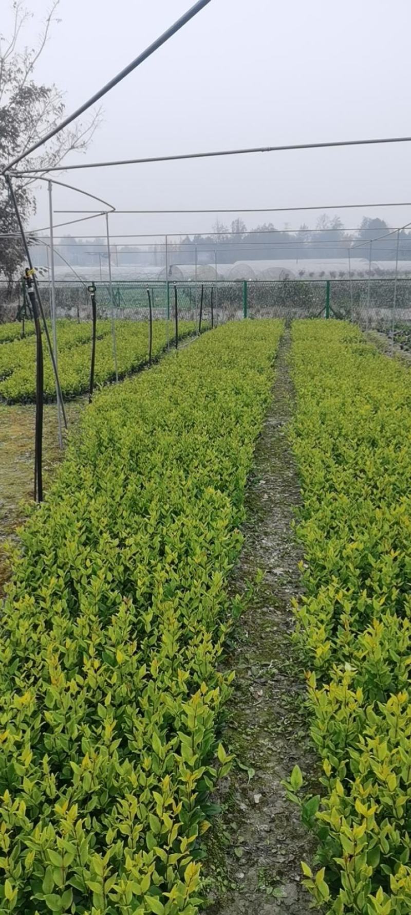 金森女贞小杯高（20一25）