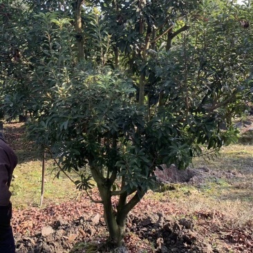 杨梅，本苗圃大量出售各规格品种，欢迎大家前来选购