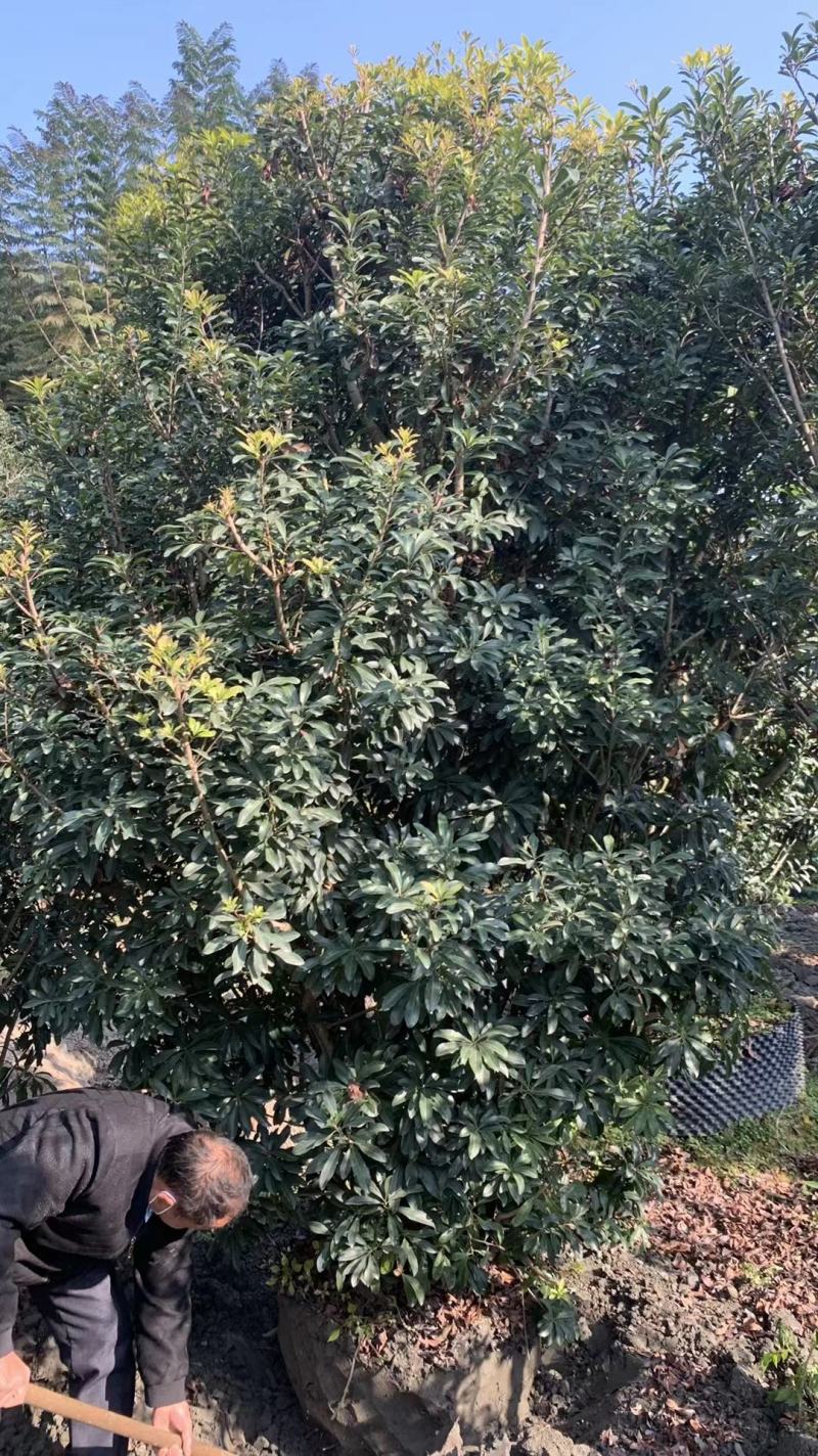 杨梅，本苗圃大量出售各规格品种，欢迎大家前来选购
