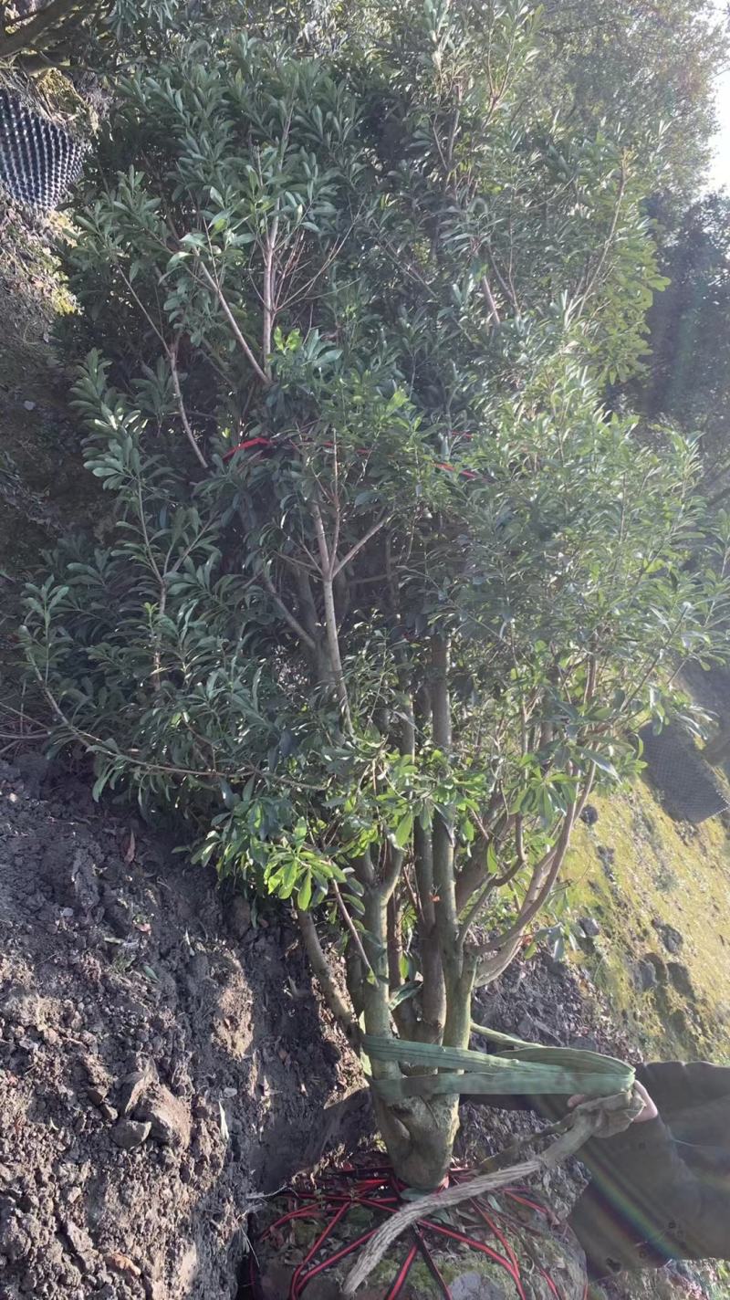 杨梅，本苗圃大量出售各规格品种，欢迎大家前来选购