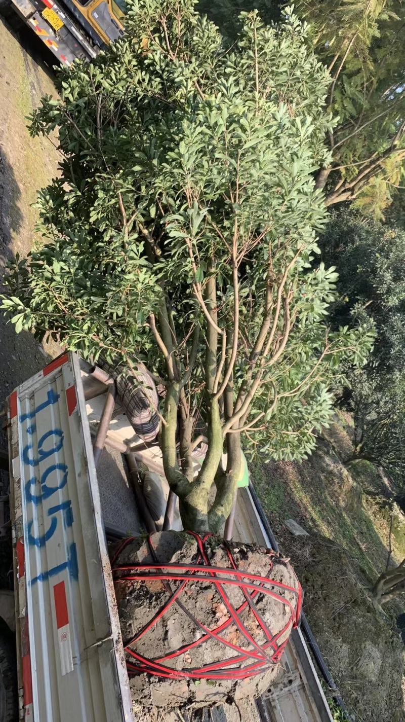 杨梅，本苗圃大量出售各规格品种，欢迎大家前来选购