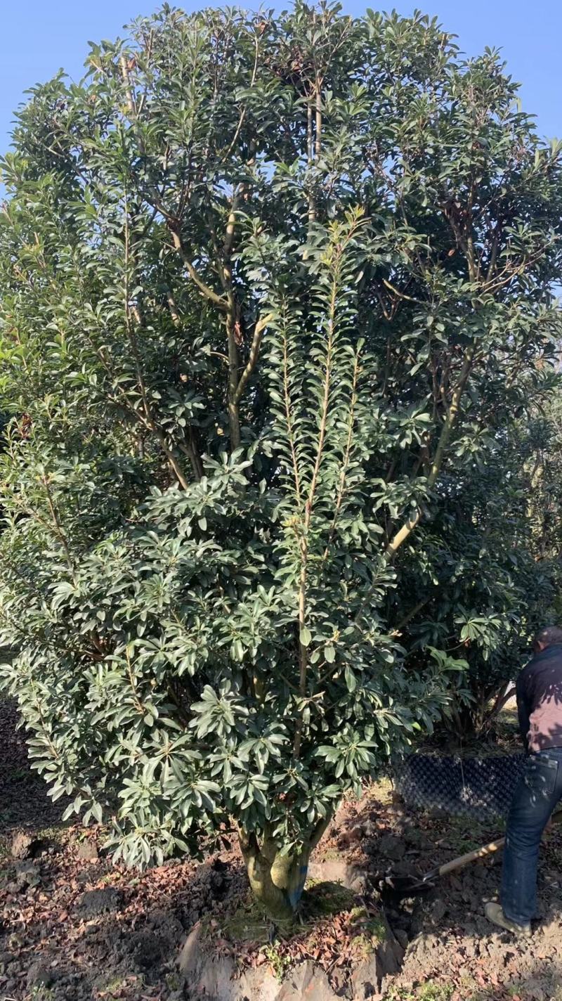 杨梅，本苗圃大量出售各规格品种，欢迎大家前来选购