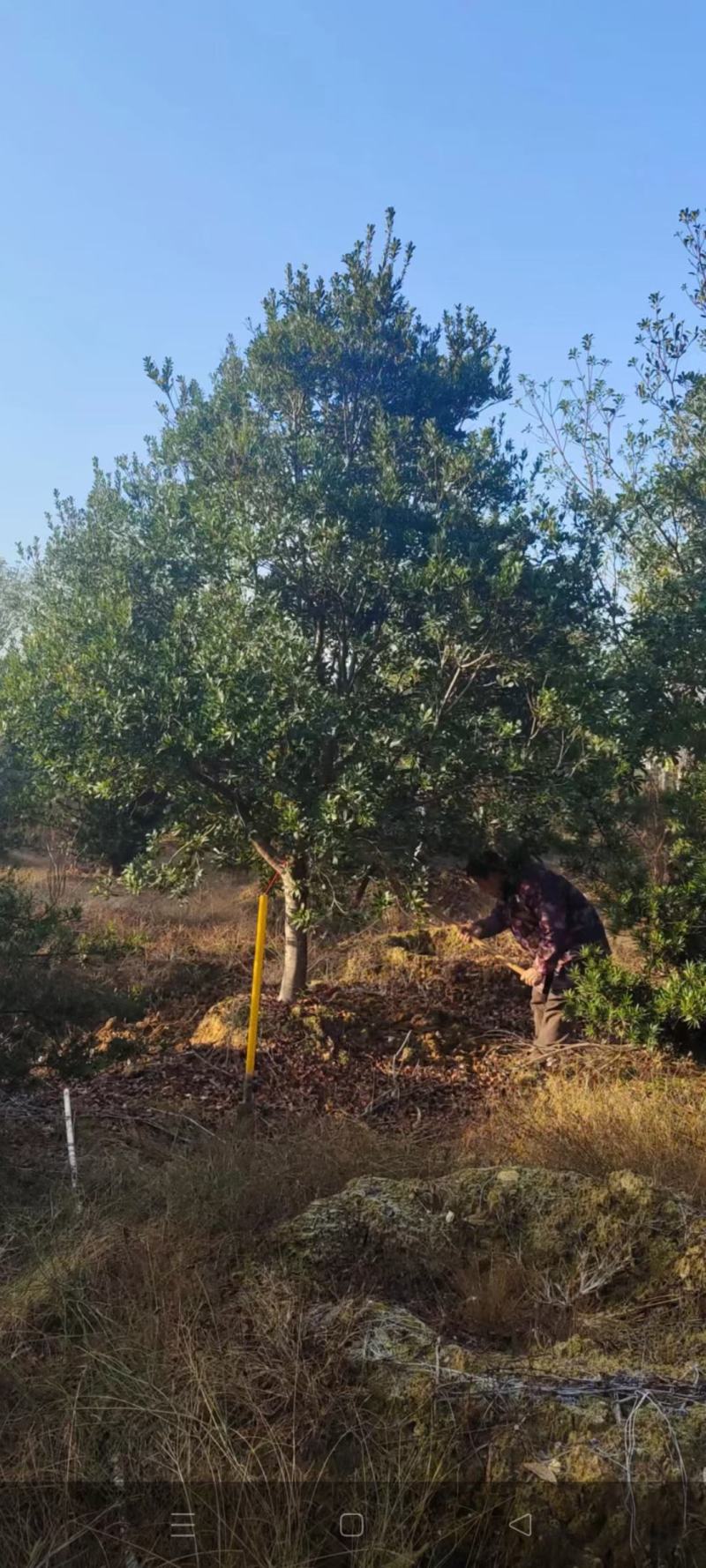 杨梅，本苗圃大量出售各规格品种，欢迎大家前来选购