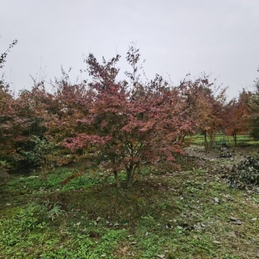 丛生鸡爪槭，本苗圃大量出售各规格品种，欢迎大家前来选购