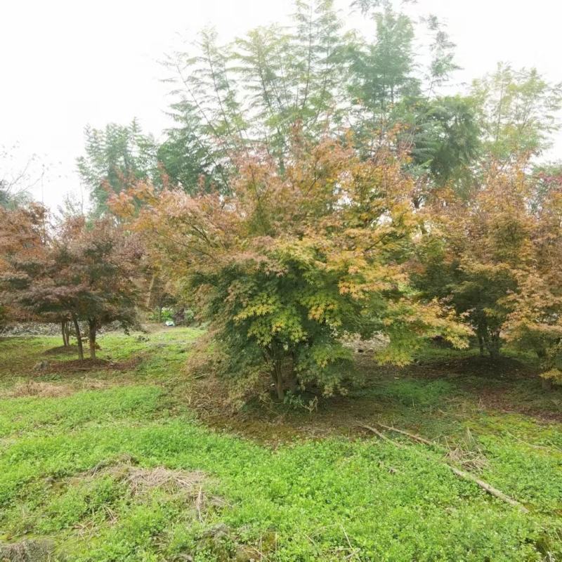 丛生鸡爪槭，本苗圃大量出售各规格品种，欢迎大家前来选购