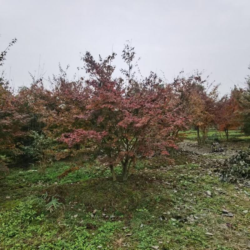 丛生鸡爪槭，本苗圃大量出售各规格品种，欢迎大家前来选购