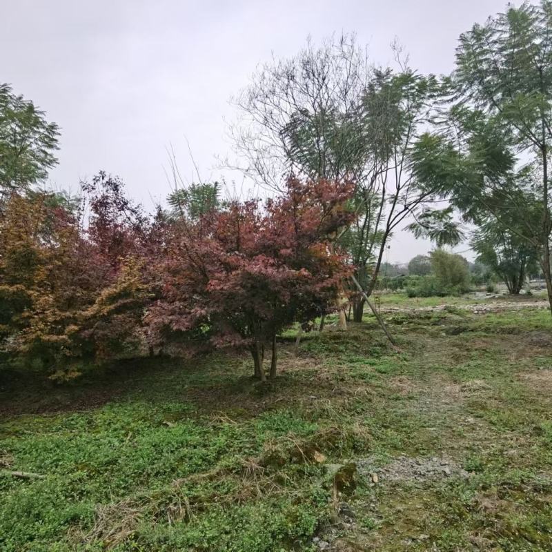 丛生鸡爪槭，本苗圃大量出售各规格品种，欢迎大家前来选购