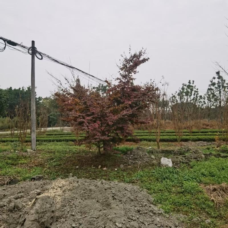 丛生鸡爪槭，本苗圃大量出售各规格品种，欢迎大家前来选购