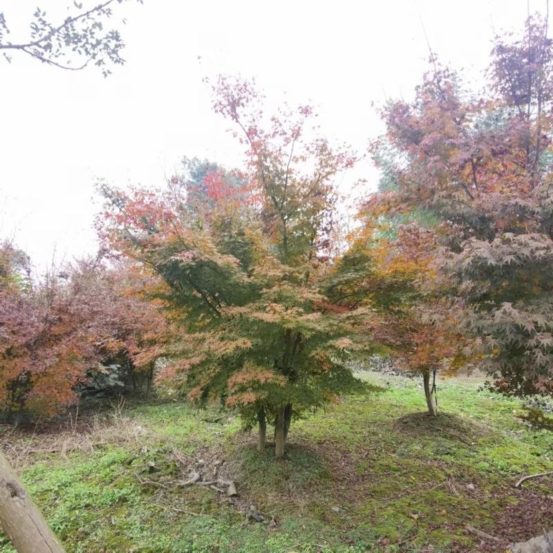 丛生鸡爪槭，本苗圃大量出售各规格品种，欢迎大家前来选购