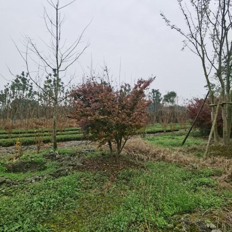 丛生鸡爪槭，本苗圃大量出售各规格品种，欢迎大家前来选购