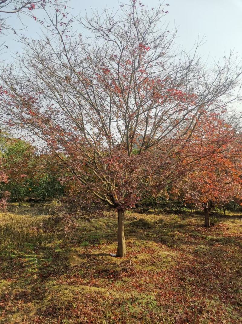日本红枫，本苗圃大量出售各规格品种，欢迎大家前来选购
