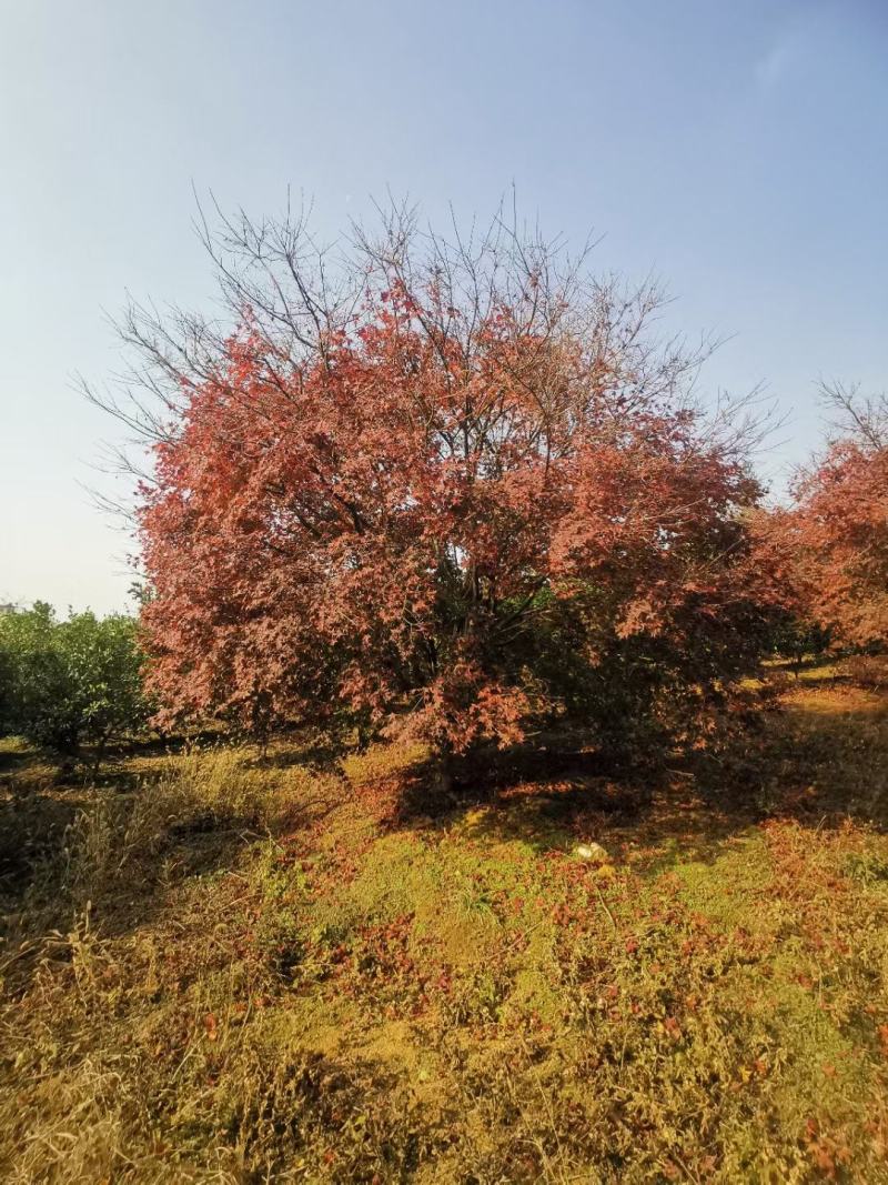 日本红枫，本苗圃大量出售各规格品种，欢迎大家前来选购