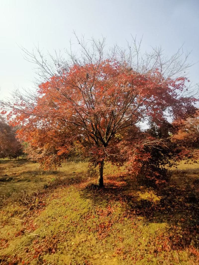 日本红枫，本苗圃大量出售各规格品种，欢迎大家前来选购