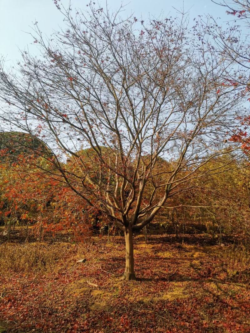日本红枫，本苗圃大量出售各规格品种，欢迎大家前来选购