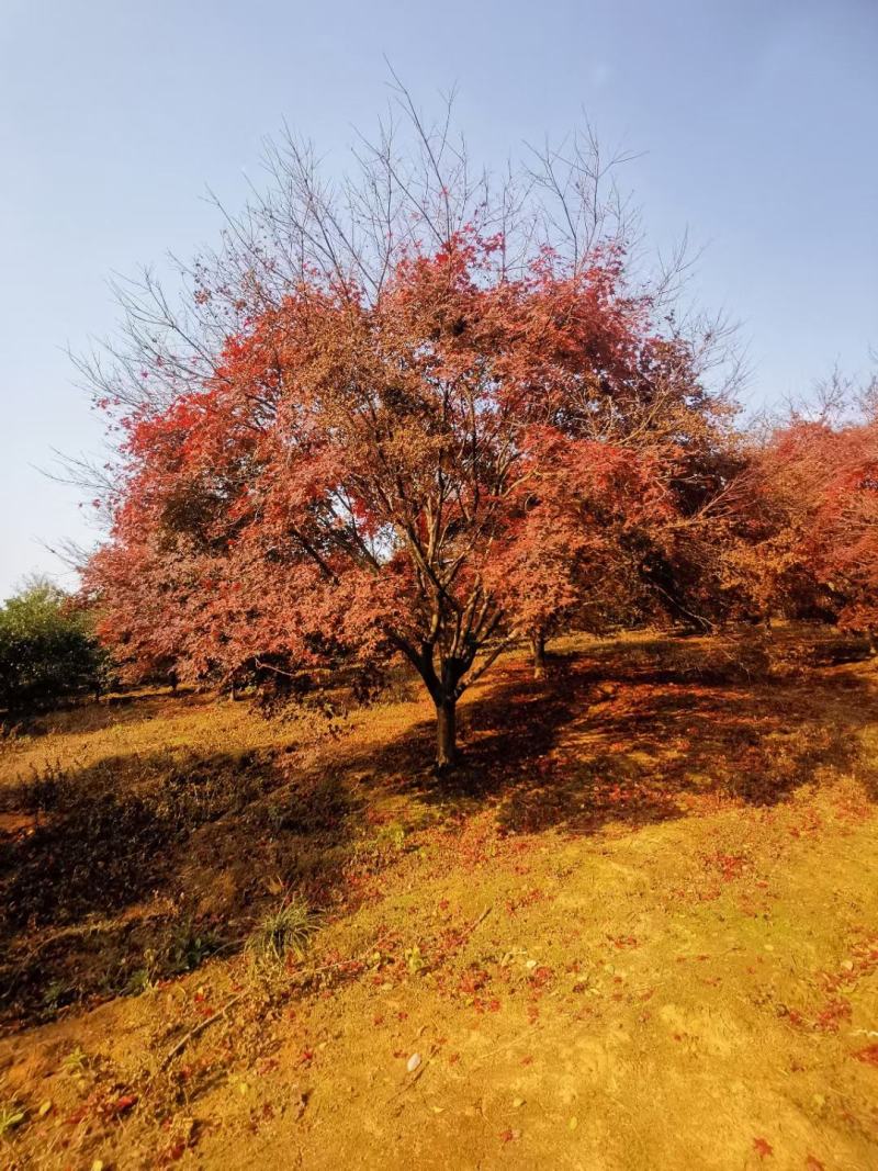 日本红枫，本苗圃大量出售各规格品种，欢迎大家前来选购