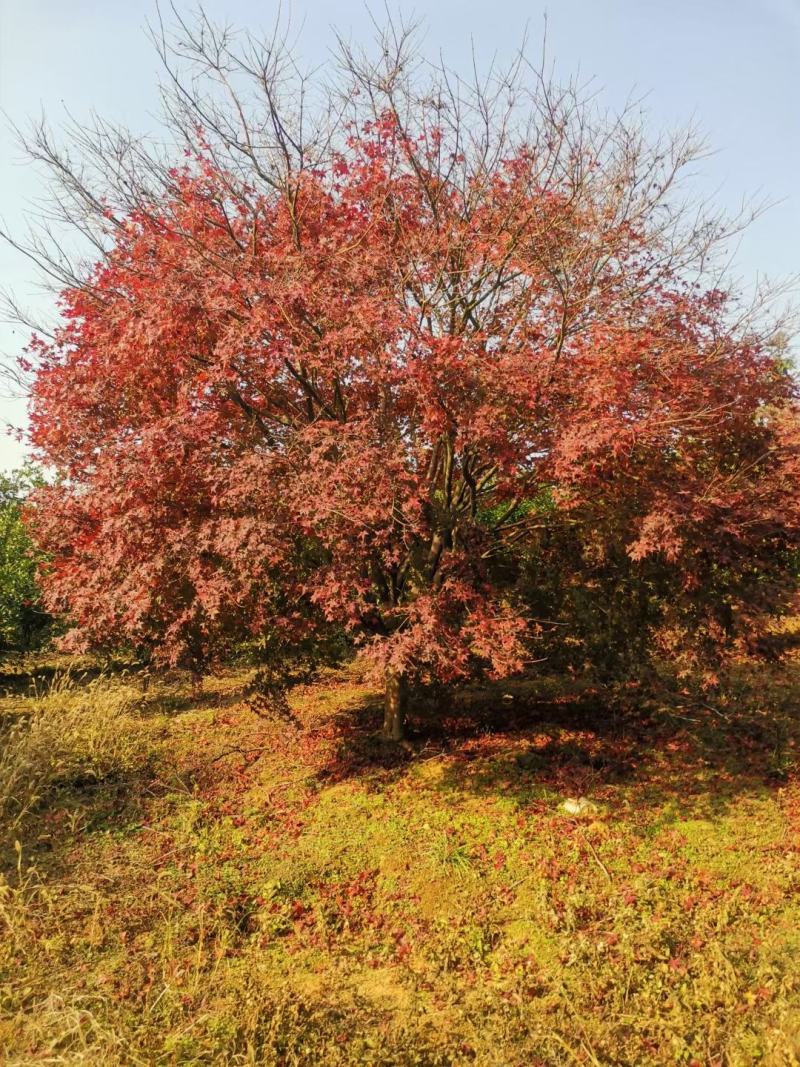 日本红枫，本苗圃大量出售各规格品种，欢迎大家前来选购