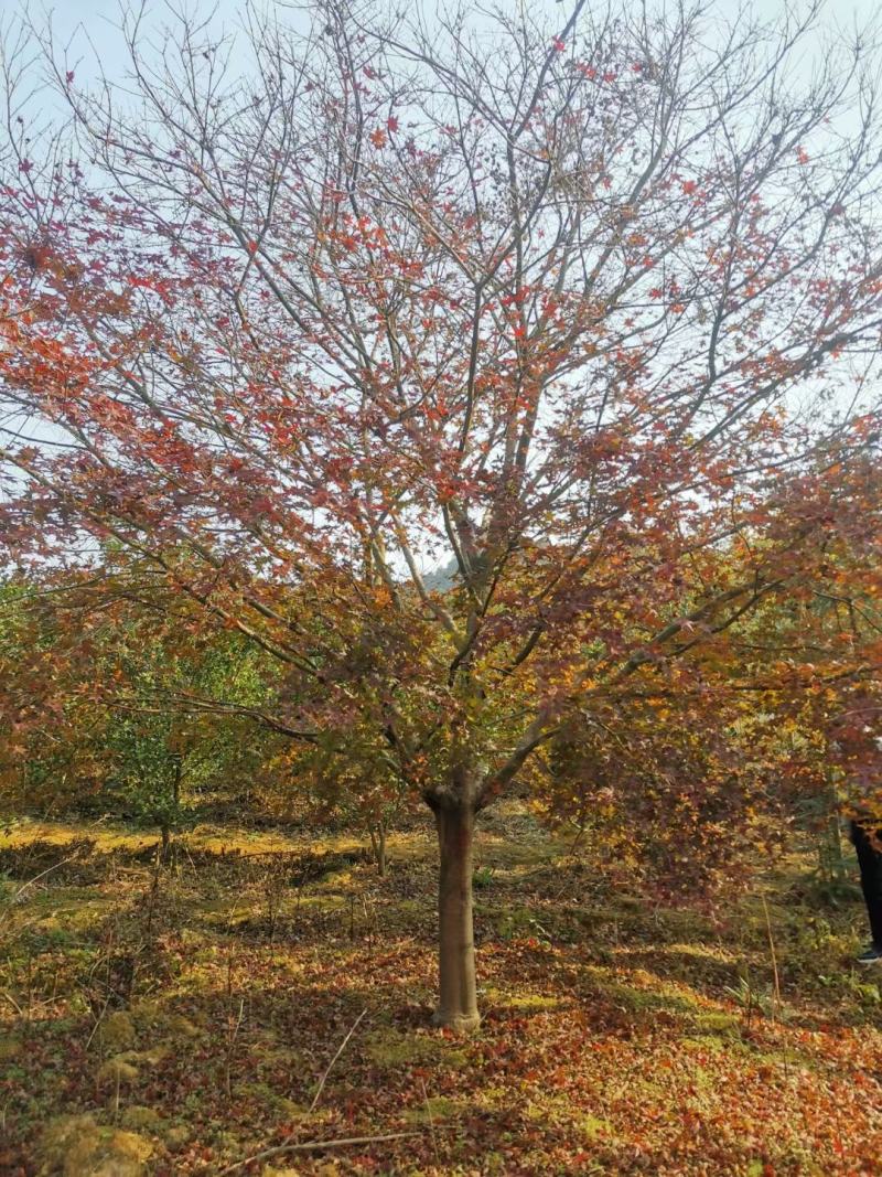 日本红枫，本苗圃大量出售各规格品种，欢迎大家前来选购