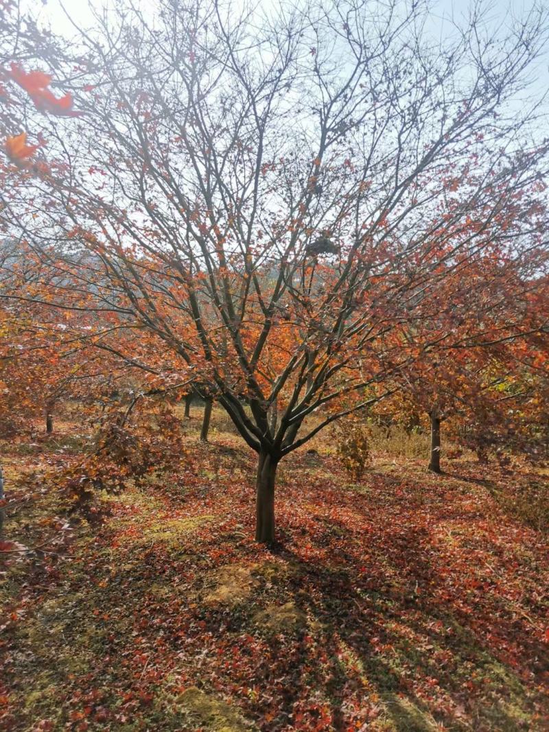 日本红枫，本苗圃大量出售各规格品种，欢迎大家前来选购