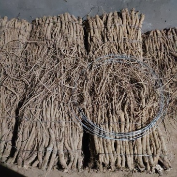 川牛膝，牛膝，干牛膝
