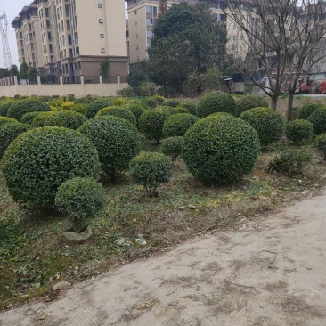 金禾女贞球，本苗圃大量出售各规格品种，欢迎大家前来选购