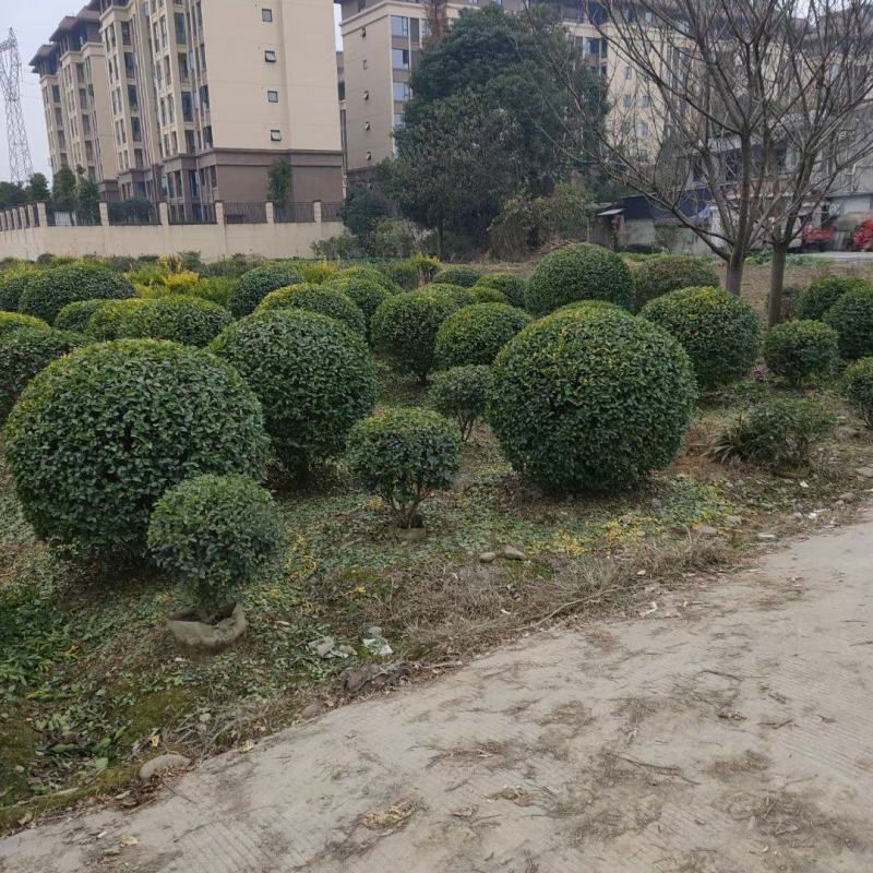 金禾女贞球，本苗圃大量出售各规格品种，欢迎大家前来选购