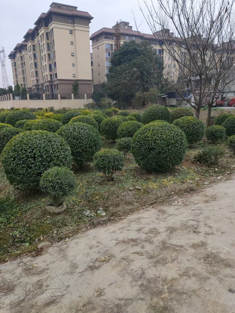 金禾女贞球，本苗圃大量出售各规格品种，欢迎大家前来选购