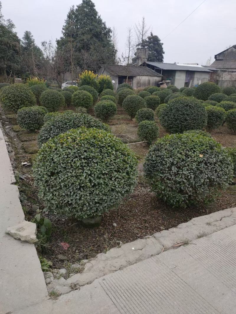 金禾女贞球，本苗圃大量出售各规格品种，欢迎大家前来选购