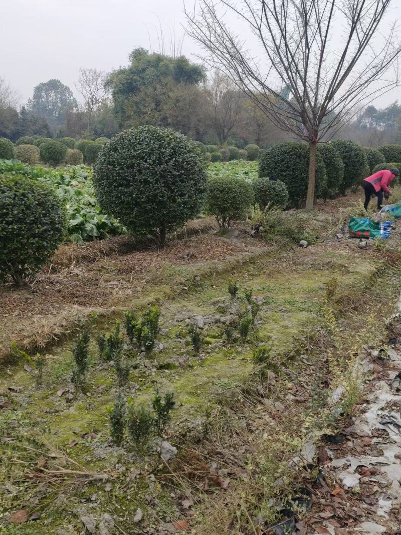 金禾女贞球，本苗圃大量出售各规格品种，欢迎大家前来选购
