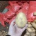 四川土豆黄皮黄心希森V7土豆品种齐全欢迎问价