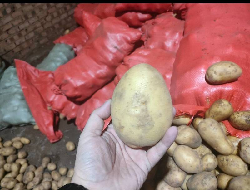 四川土豆黄皮黄心希森V7土豆品种齐全欢迎问价