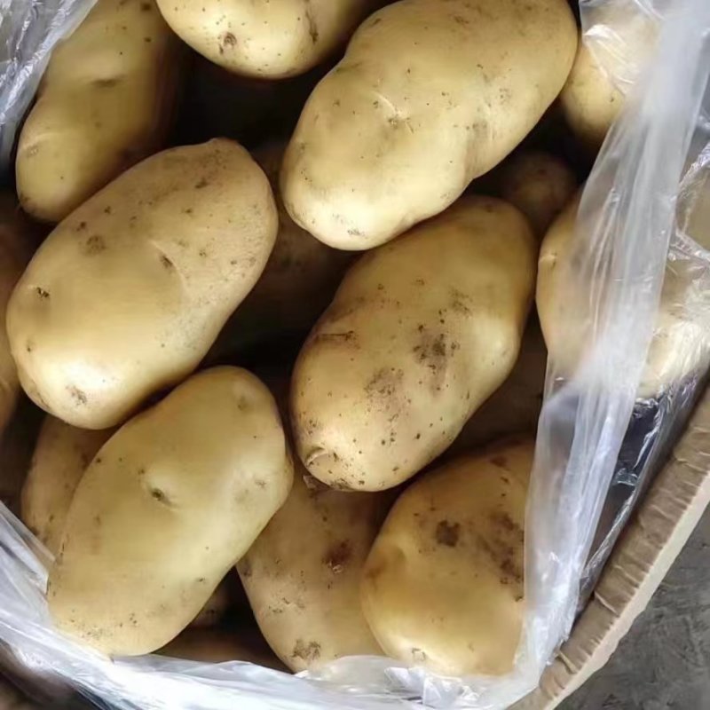 四川土豆黄皮黄心希森V7土豆品种齐全欢迎问价