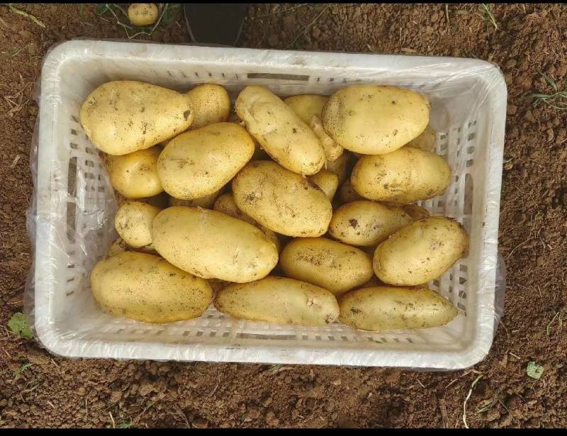 四川土豆黄皮黄心希森V7土豆品种齐全欢迎问价
