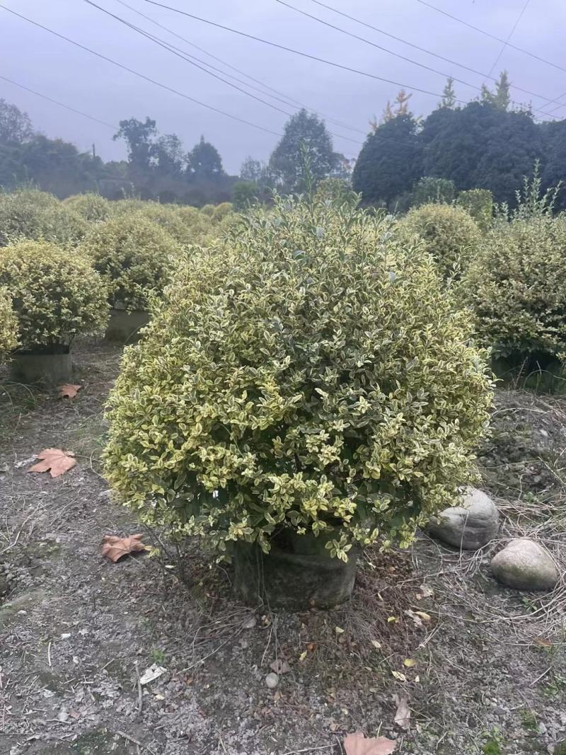 金姬小蜡球，本苗圃大量出售各规格品种，欢迎大家前来选购