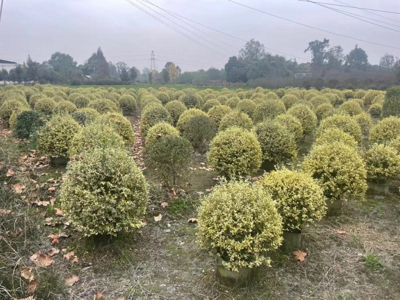 金姬小蜡球，本苗圃大量出售各规格品种，欢迎大家前来选购