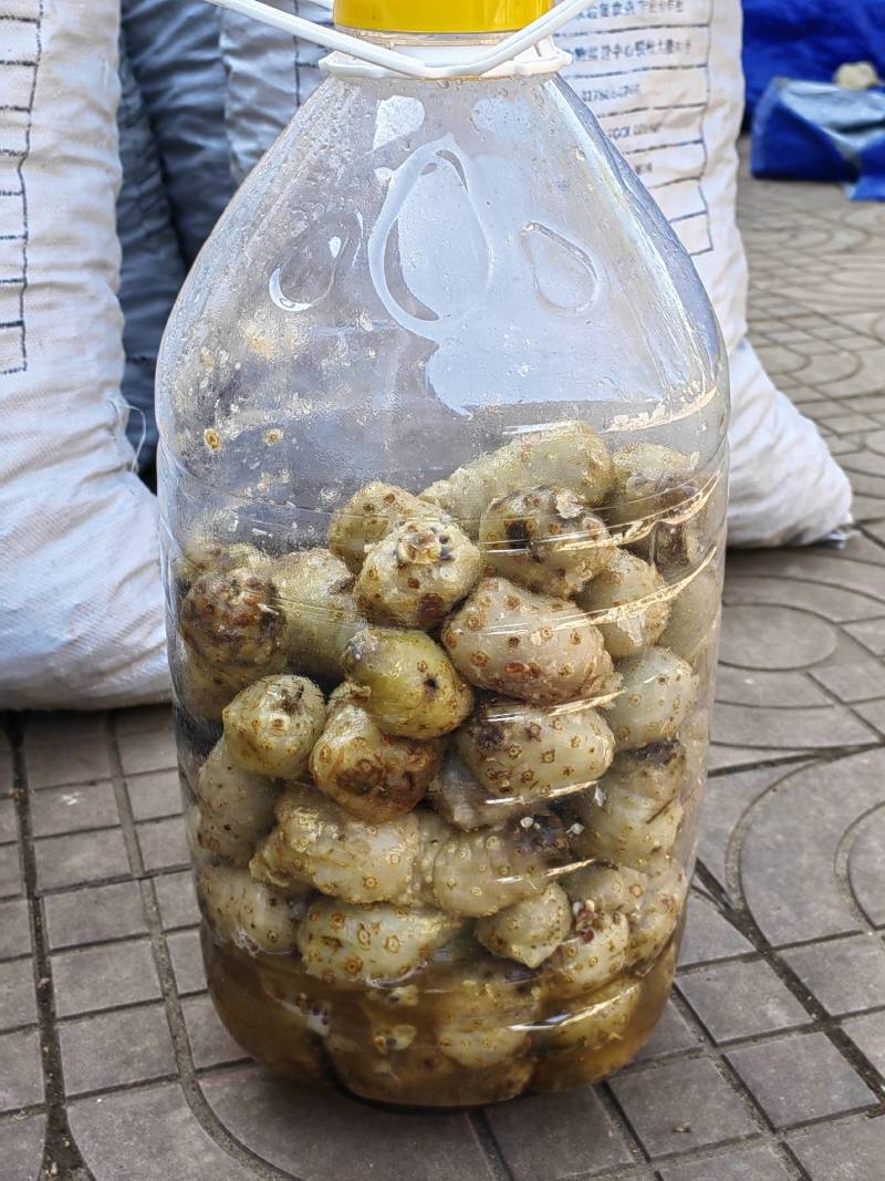 诺丽鲜果