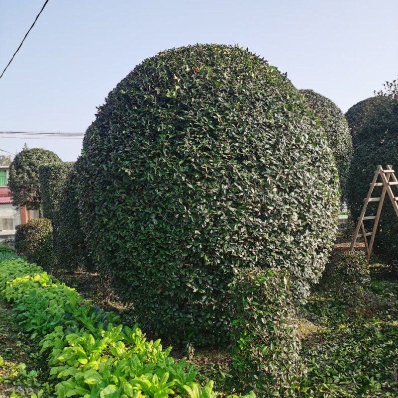 红叶石楠球，本苗圃大量出售各规格品种，欢迎大家前来选购