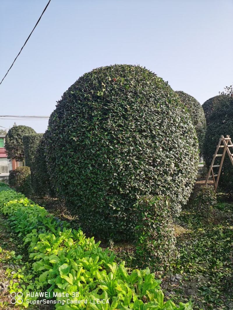 红叶石楠球，本苗圃大量出售各规格品种，欢迎大家前来选购
