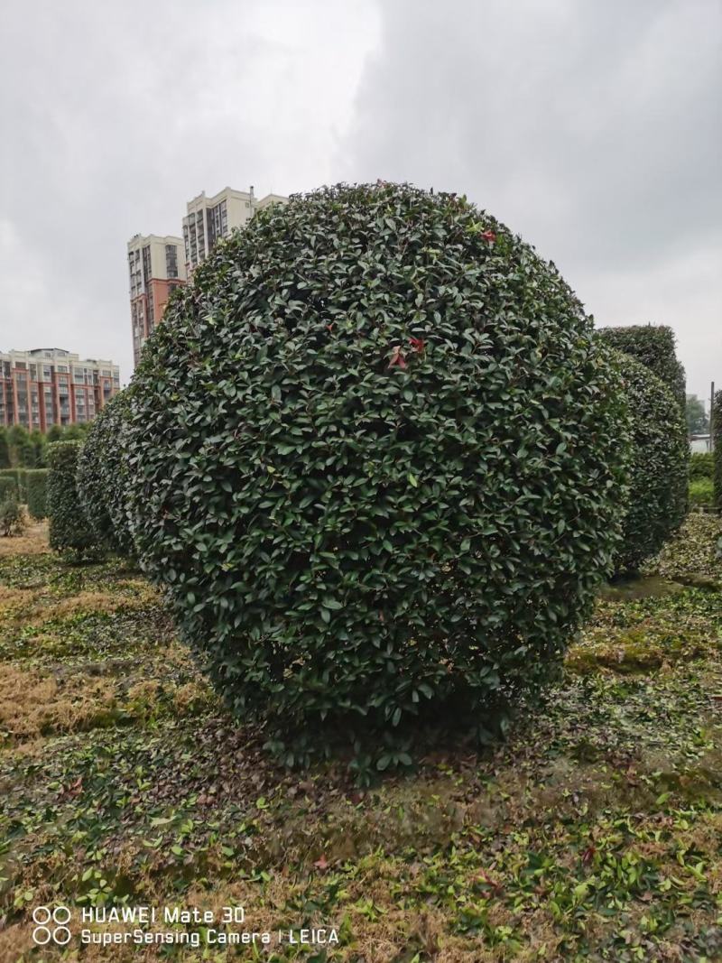 红叶石楠球，本苗圃大量出售各规格品种，欢迎大家前来选购