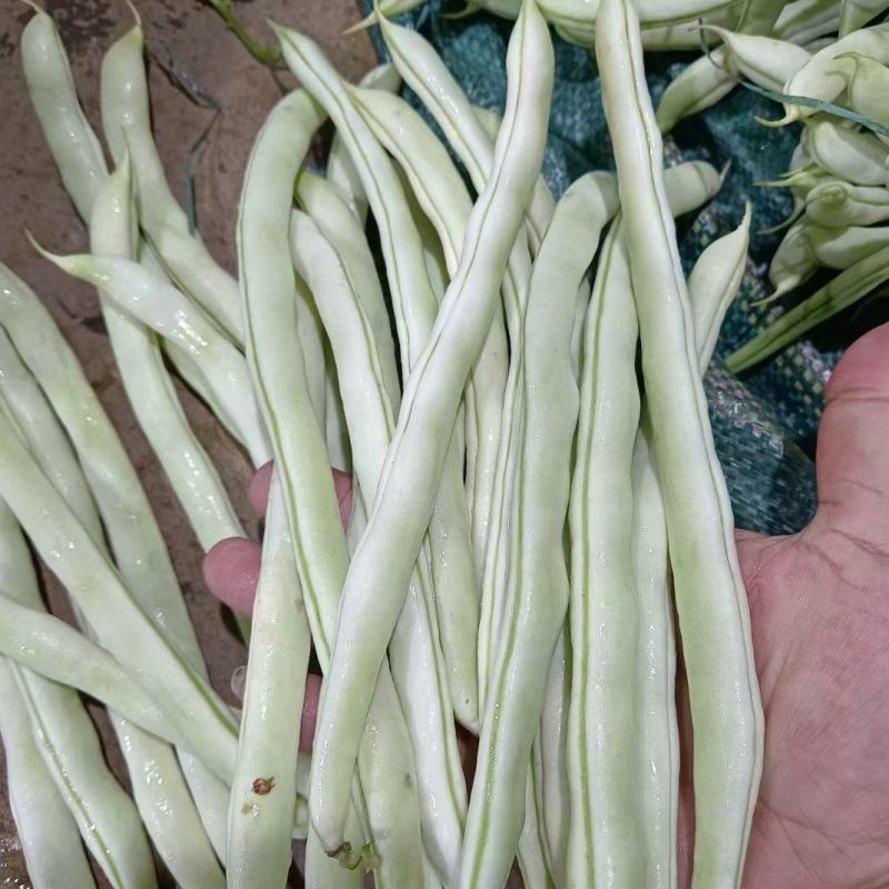 精品朝天椒