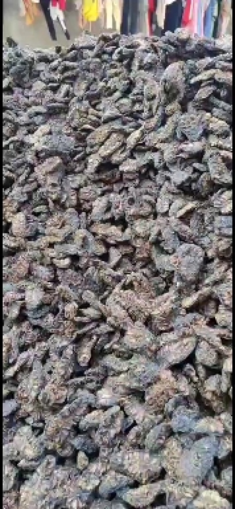 自己种植诺丽果干。。烘干，晒干
