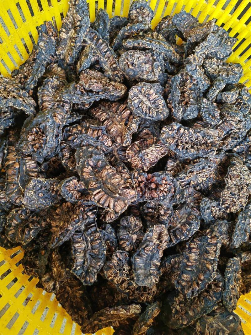 自己种植诺丽果干。。烘干，晒干