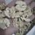 云南核桃仁包邮发货量大质优全国发货需要来电