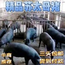 【苏太母猪】原种苏太母猪大白杜洛克苏太母猪