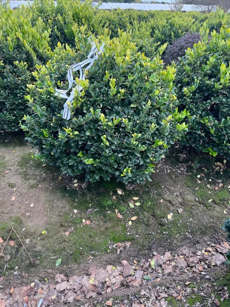 金森女贞，本苗圃大量出售各规格品种，欢迎大家前来选购