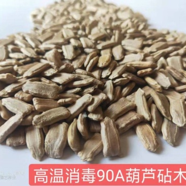 西瓜砧木葫芦砧木结合力强抗病抗裂含糖量高易管理