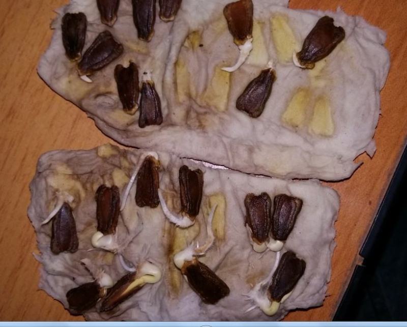 西瓜砧木葫芦砧木结合力强抗病抗裂含糖量高易管理