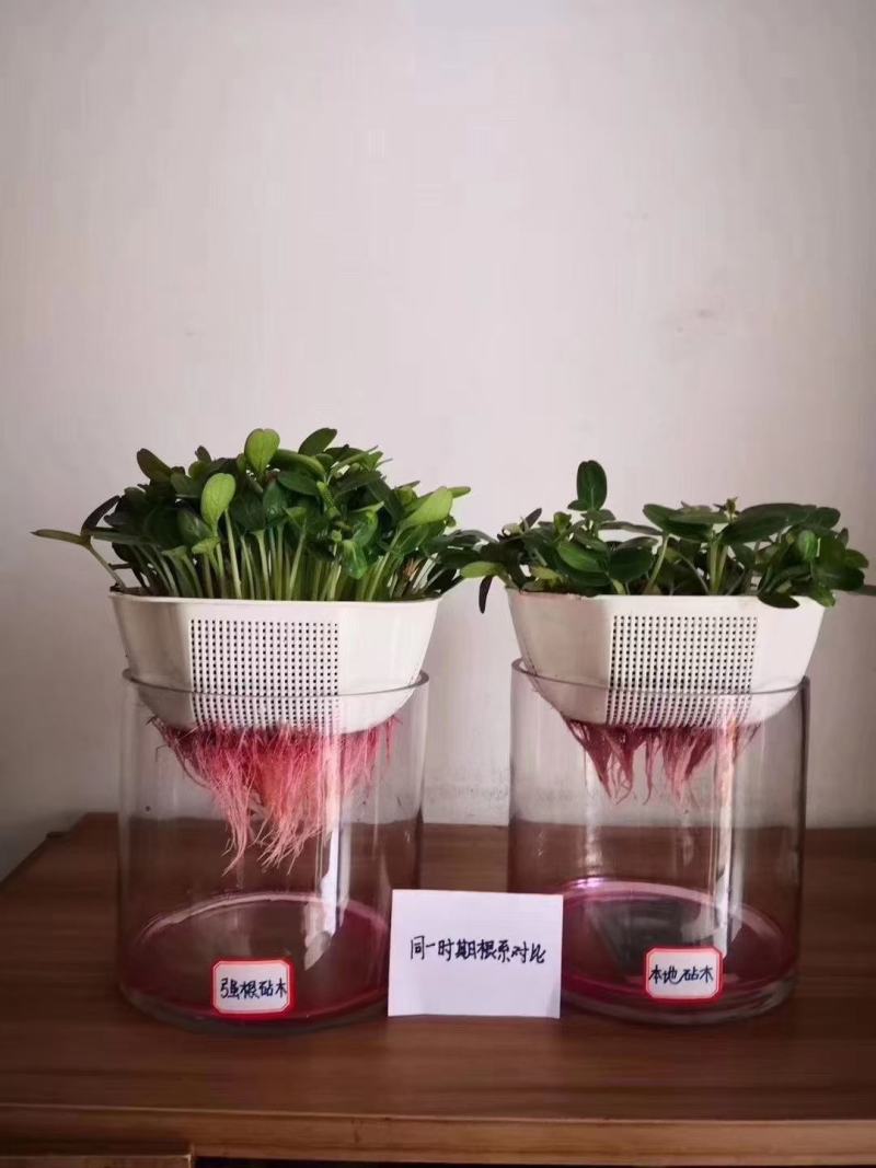 西瓜砧木葫芦砧木结合力强抗病抗裂含糖量高易管理