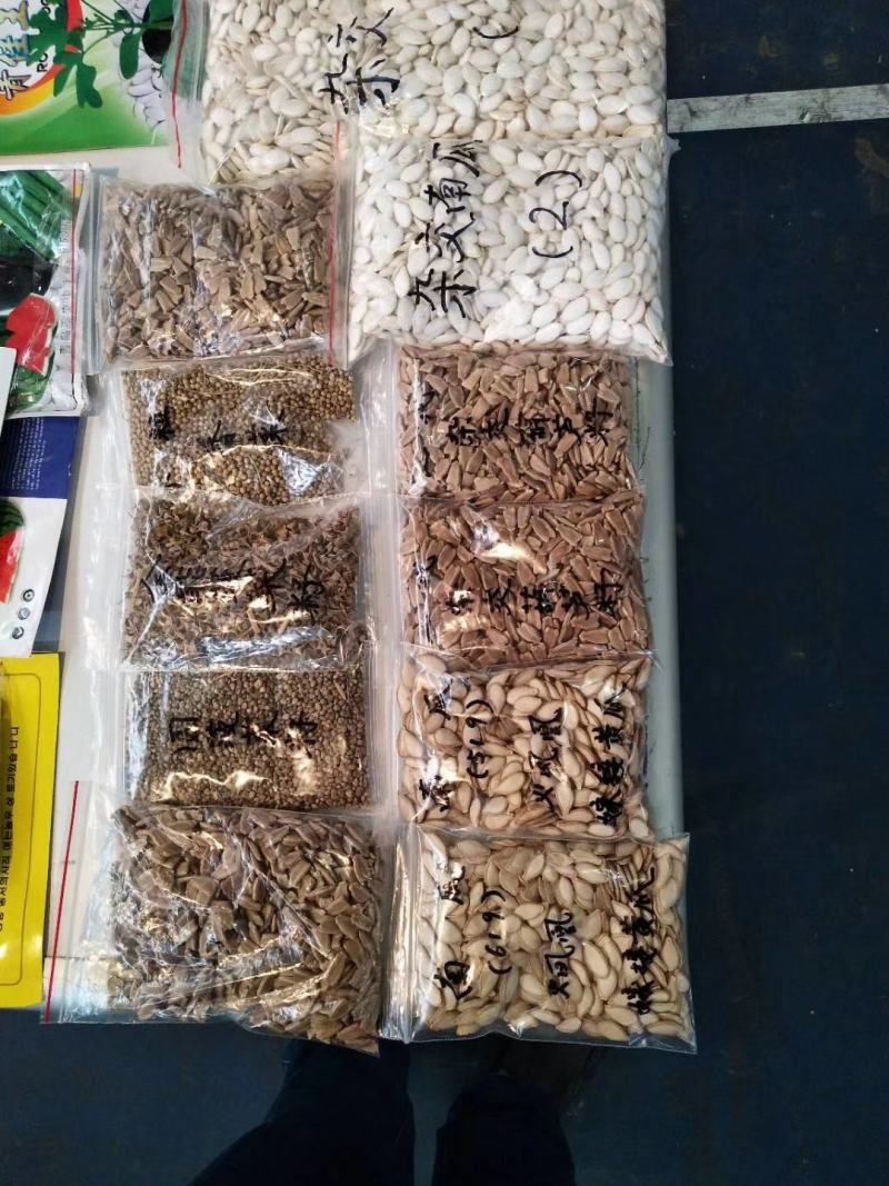 西瓜砧木葫芦砧木结合力强抗病抗裂含糖量高易管理