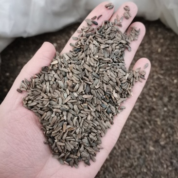 牛子牛蒡子中药材全品类批发有大货欢迎选购